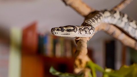 Animales prohibidos de compañía ley de bienestar animal
